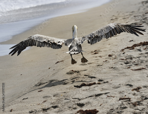 Photo: Brown Pelican Brown Pelican
