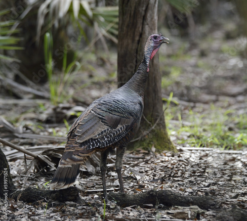 Photo: Wild Turkey Wild Turkey