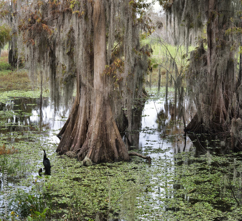 Photo: Florida Wetlands Florida Wetlands