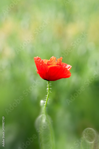 Photo: poppy poppy
