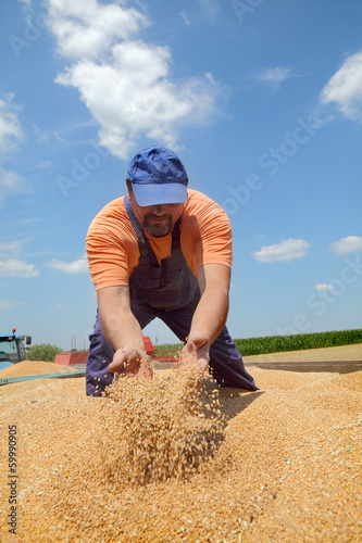 Photo: Agriculture, wheat harvest, farmer at tractor trailer and crop Agriculture, wheat harvest, farmer at tractor trailer and crop