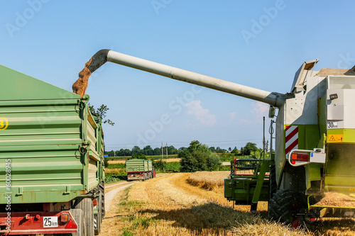 Photo: Getreidefeld mit Weizen bei der Ernte Getreidefeld mit Weizen bei der Ernte