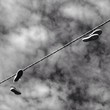 tightrope walkers tightrope walkers