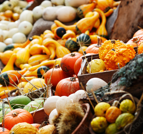 Photo: A composition of pumpkins and summer and winter squashes A composition of pumpkins and summer and winter squashes