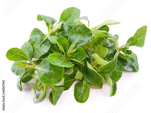 Photo: Feldsalat Feldsalat