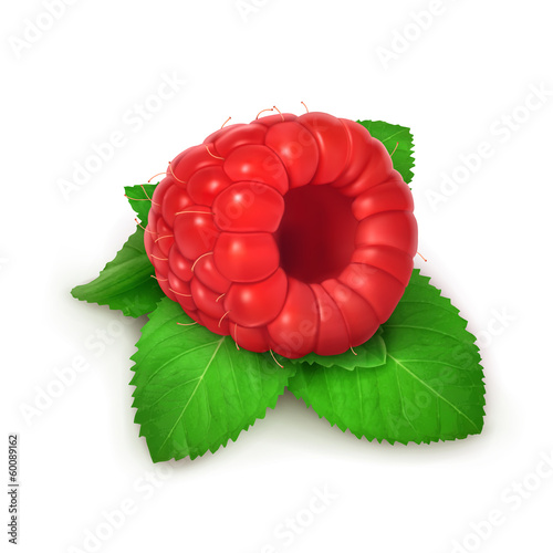 Vector: Raspberries and mint, detailed vector Raspberries and mint, detailed vector