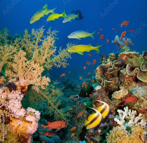 Photo: Coral and fish Coral and fish