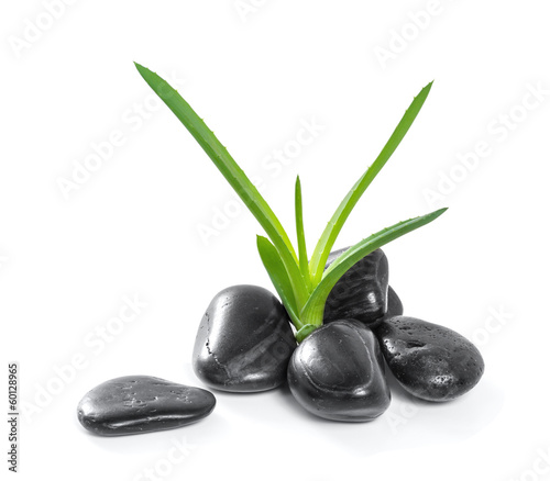 Photo: Aloe leaves and zen stones. Isolate on white background Aloe leaves and zen stones. Isolate on white background