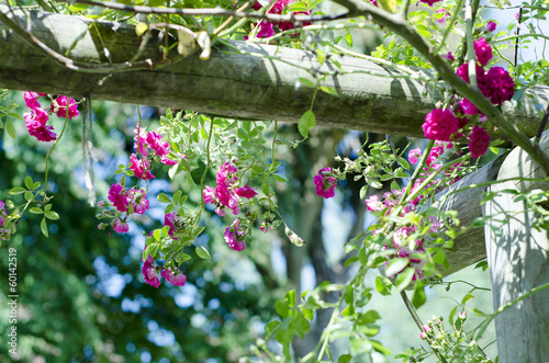 Photo: Pink Roses Pink Roses