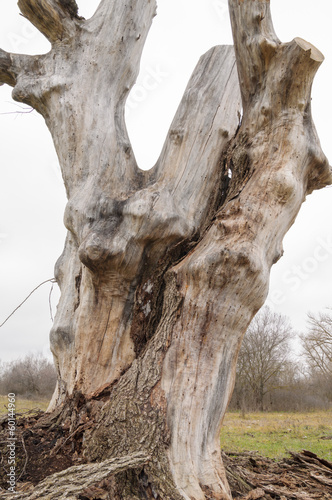 Photo: big tree stump wood without bark big tree stump wood without bark
