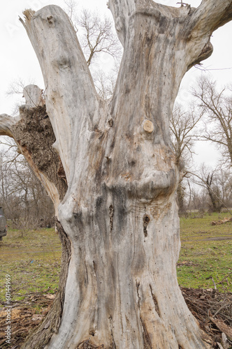 Photo: big tree stump wood without bark big tree stump wood without bark