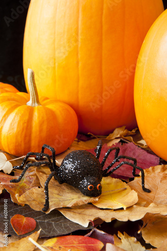 Photo: Halloween Spider Halloween Spider