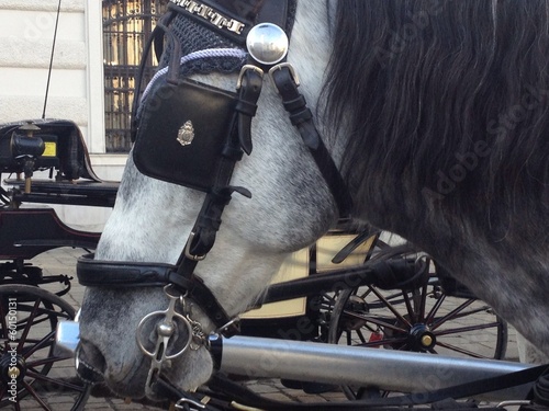 Instant Collection: Horse Horse