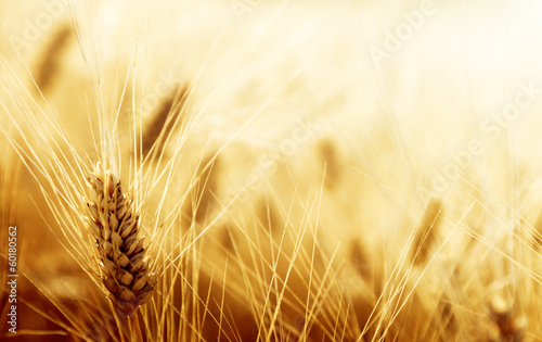 Photo: Wheat field Wheat field