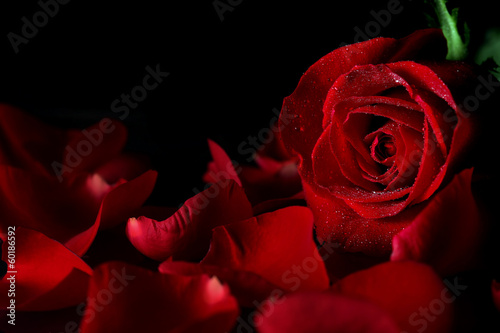 Photo: Red rose Red rose