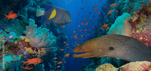 Photo: Coral and fish Coral and fish