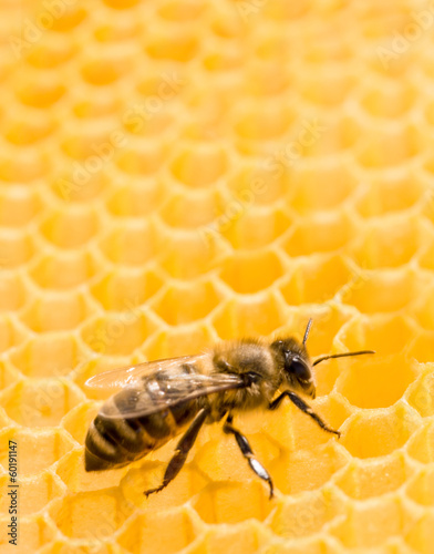 Photo: Macro of working bee on honeycells. Macro of working bee on honeycells.
