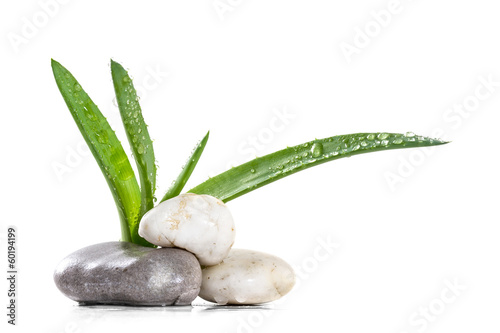 Photo: Aloe leaves and stones zen with drops of dew Aloe leaves and stones zen with drops of dew