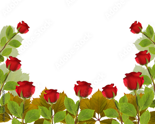 Photo: frame rose garden leaves on white background frame rose garden leaves on white background