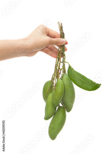 Photo: green mango fruits green mango fruits