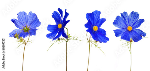 Photo: large blue flower from different sides large blue flower from different sides