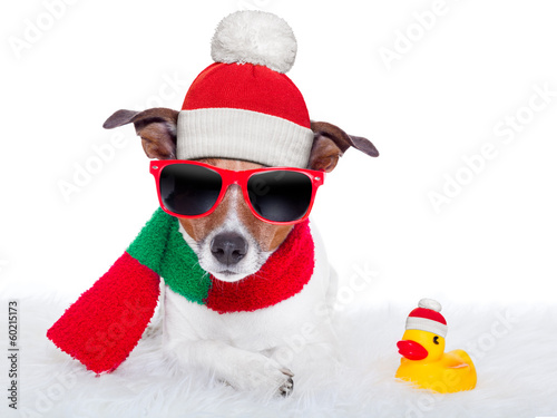 Photo: christmas dog christmas dog