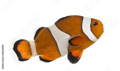 Photo: Ocellaris clownfish, Amphiprion ocellaris, isolated on white Ocellaris clownfish, Amphiprion ocellaris, isolated on white