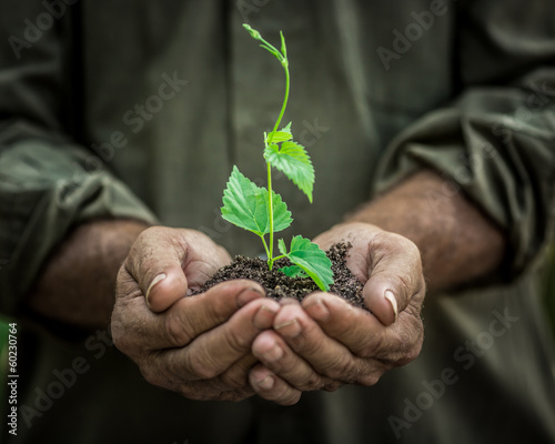 Photo: Young plant in old hands against green background Young plant in old hands against green background
