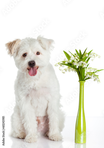 Photo: White dog on white background White dog on white background
