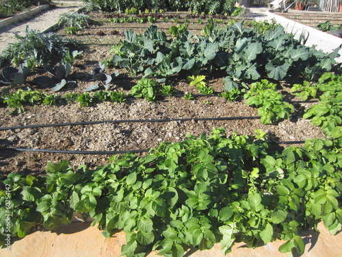 Photo: allotment with variery of vegetables allotment with variery of vegetables