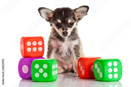 Photo: Long-haired chihuahua dog on a white background Long-haired chihuahua dog on a white background