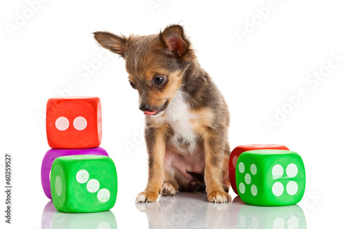 Photo: Chihuahua puppy on white background Chihuahua puppy on white background