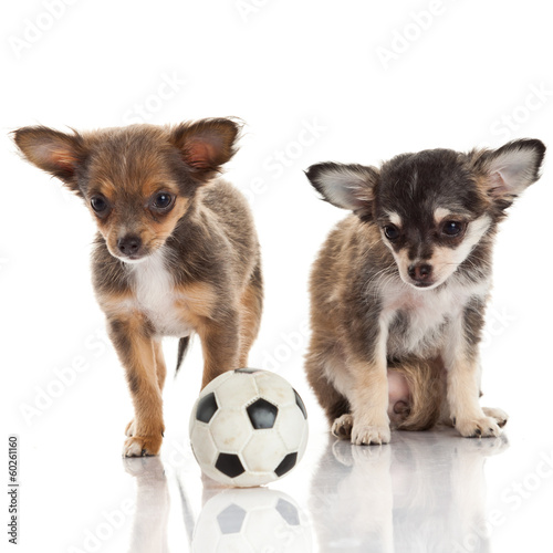 Photo: Two chihuahua puppies. Two chihuahua puppies.
