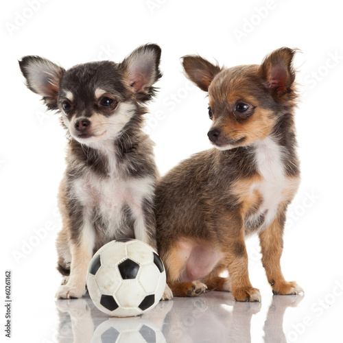 Photo: Two chihuahua puppies. Two chihuahua puppies.