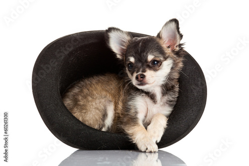 Photo: Chihuahua puppy sitting in top hat. Chihuahua puppy sitting in top hat.