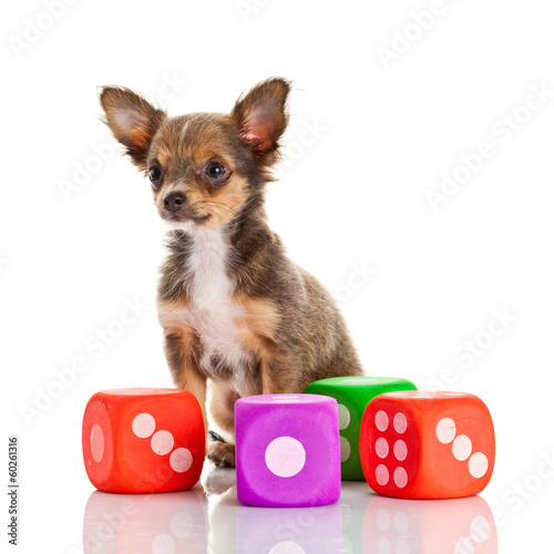 Photo: Chihuahua . Cute Chihuahua dog on a white background. Chihuahua . Cute Chihuahua dog on a white background.