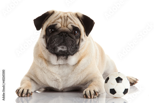 Photo: pug dog isolated on a white background pug dog isolated on a white background
