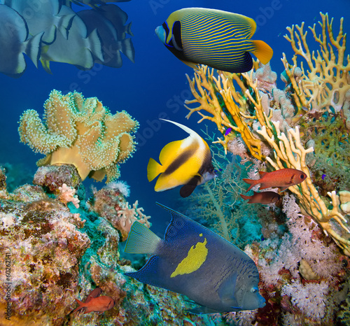 Photo: Coral and fish Coral and fish