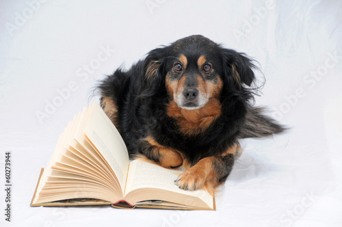 Photo: Reading Dog Reading Dog