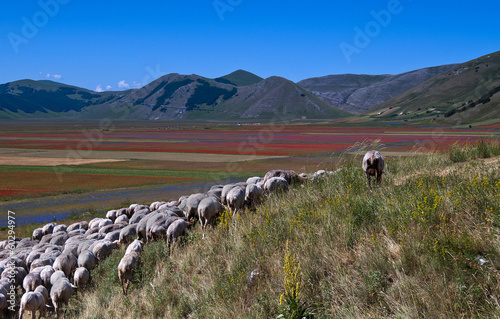 Photo: Castelluccio di norcia - Pascoli Castelluccio di norcia - Pascoli