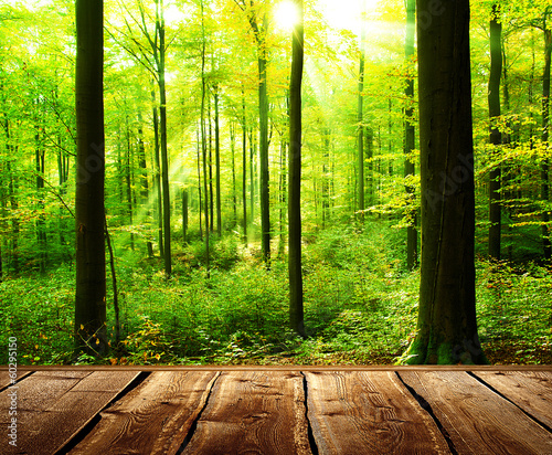 Fresh green forest with sunbeams and wooden floor