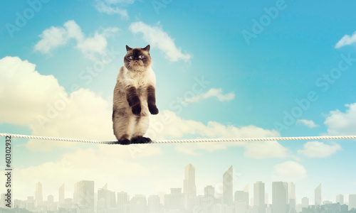 Photo: Siamese cat sitting on rope Siamese cat sitting on rope