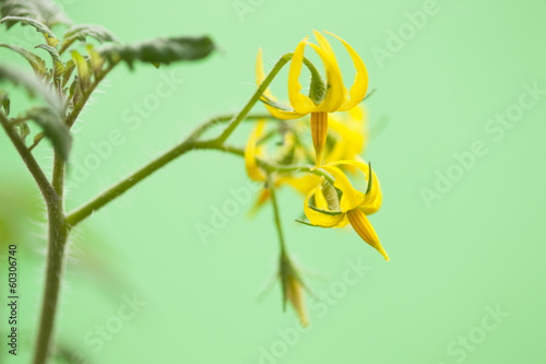 Photo: ミニトマトの花 ミニトマトの花
