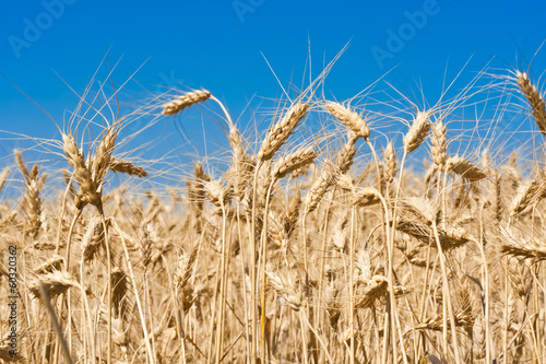 Photo: Wheat field Wheat field