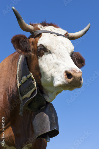 Photo: Portrait of alpine cow Portrait of alpine cow