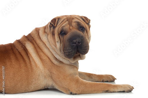 Photo: Beautiful Shar Pei Dog Breed Beautiful Shar Pei Dog Breed