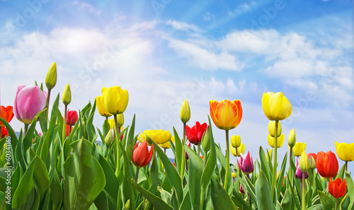  Happy Easter: Tulip field with blue sky :)