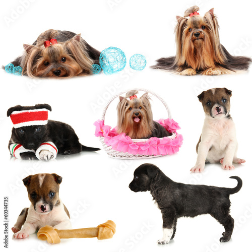 Photo: Collage of cute puppies isolated on white Collage of cute puppies isolated on white