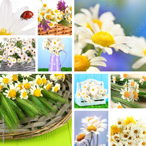 Photo: Collage of beautiful wild camomiles Collage of beautiful wild camomiles