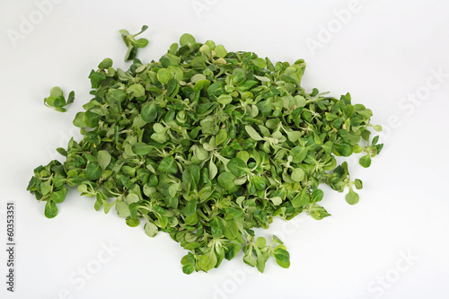 Photo: Feldsalat Feldsalat